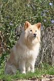 CHIEN FINNOIS DE LAPONIE 397